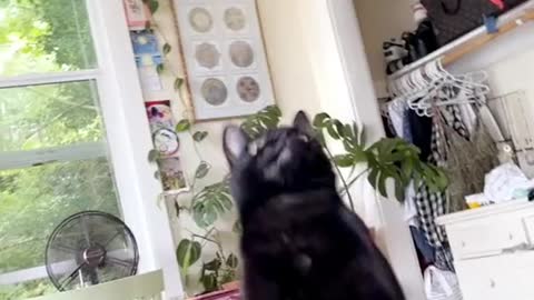 video of a cat dancing