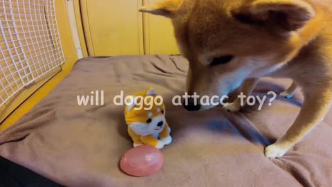 Toy triggers doggo?