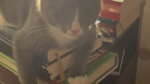 Cat licking the Bible