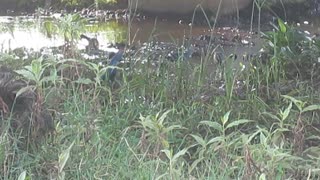 Bird - Purple Swamphen