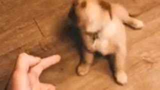 Cute little puppy learning how to play dead