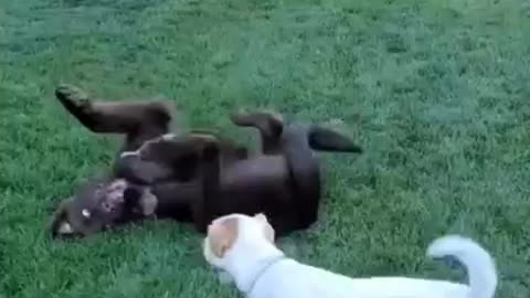 the puppy play between Newfy and jrt
