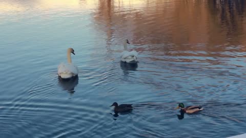 White swans in sunlight. Swans and ducks swimming in lake