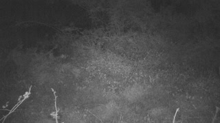 Funny Doe Spots Camera and Hits Reverse