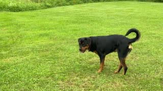 Rottweiler