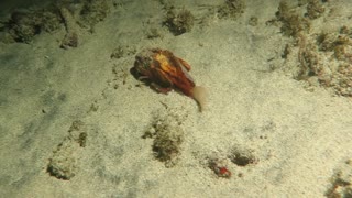 Stingfish In Bali