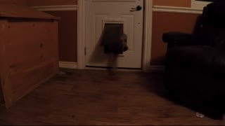Río de emocionados Golden Retrievers explota a través de una puerta para perros
