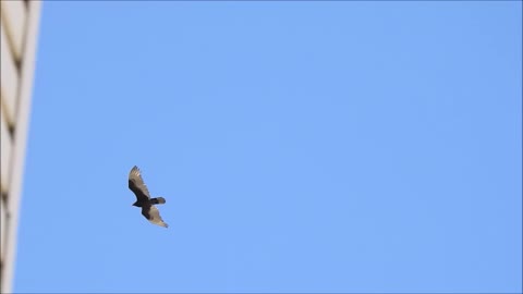 Big Bird Gliding Passed Apartment Block