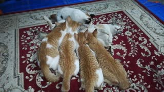 Baby cats and their moms