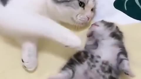 Cat hugs her baby kitten having a nightmare