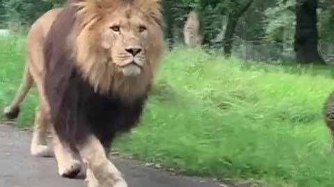 Lion walks on street Like a Boss