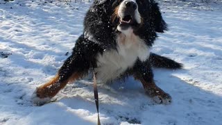 Bernese Mountain Dog rolling im the snow