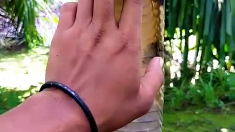 tips to tame the king cobra using only 1 finger!