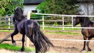 World horse beautiful scenes