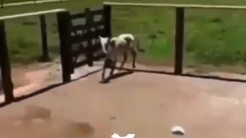 Animals Being Clumsy