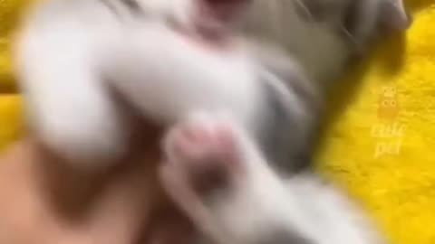 Cute Cat Video and Fanny Cat Video