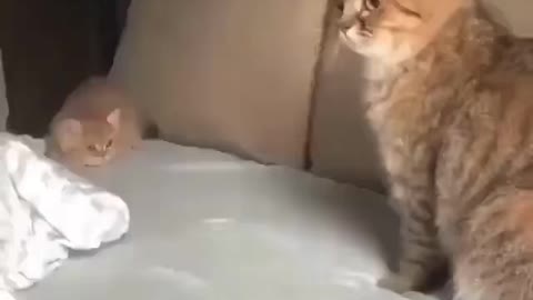 Cute cat playing with its mom