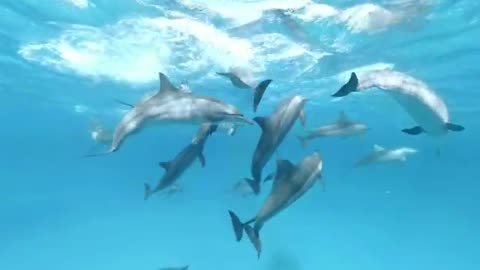 The actions of wild dolphins 🐬