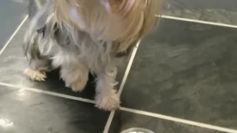 Cute dogy cant wait for her Food