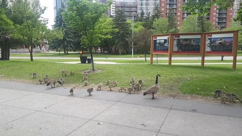 Canada geese and little ones