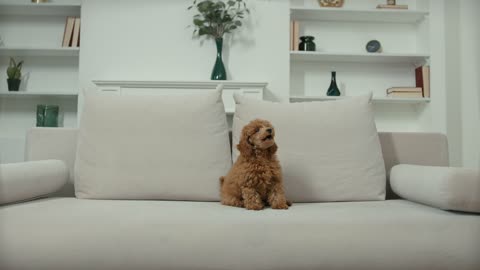 Toy Poodle Barking