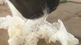 A hungry cat is eating something