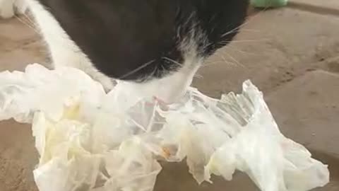 A hungry cat is eating something
