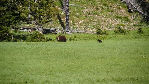 Grizzly Bear and Cub in Yellowstone