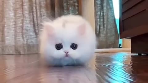 Cute cat baby funny videos || cats playing video