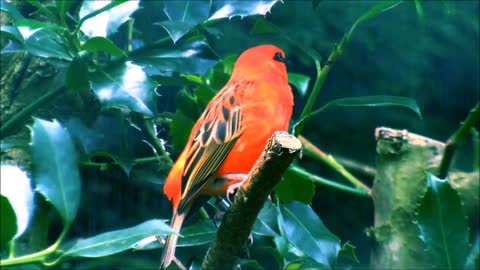 Red Fody Between Leaves 2