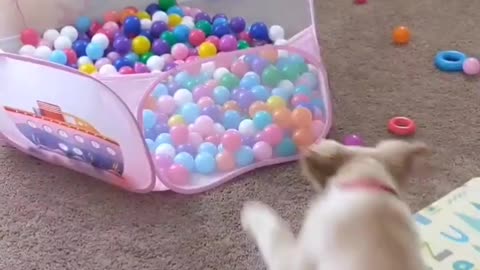 Puppy runs, jumps and dives into ball pit