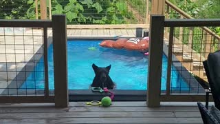 Young Bear Enjoys Cool Pool in the Afternoon