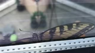 Butterfly on an office window