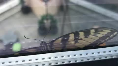 Butterfly on an office window