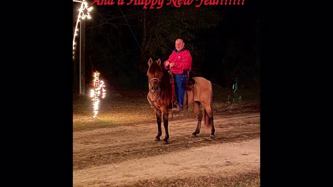 Beautiful Paso Fino Stallion and Christmas Light Display