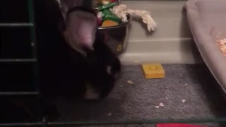 Black bunny picking up toy from inside its cage