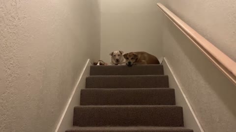 My Dogs Waiting For Me