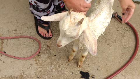 Rescue Goat has Lice