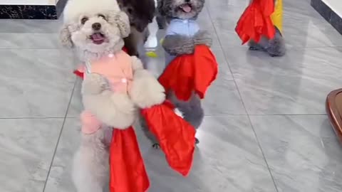 Dogs are enjoying the song and dancing, what a dance by dogs group...