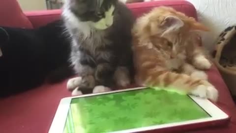 Kittens playing with tablet