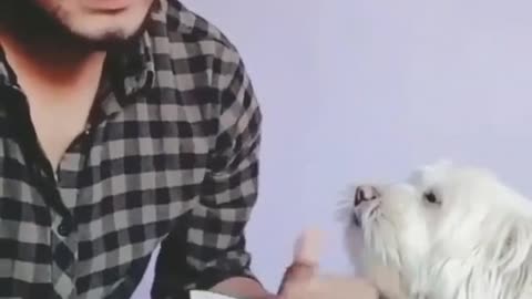 Cute Dog Helps Counting Money