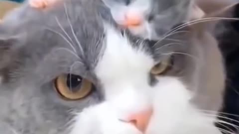 Baby Cats- Cute and Funny Cat Videos Compilation