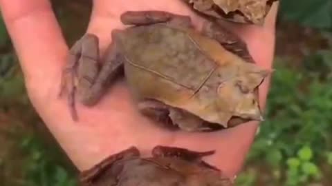 Pet. Withered Leaf Frog