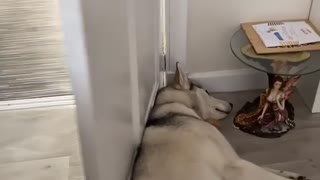 Stubborn Husky Refuses to Budge From Opening Door