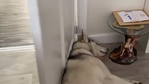 Stubborn Husky Refuses to Budge From Opening Door