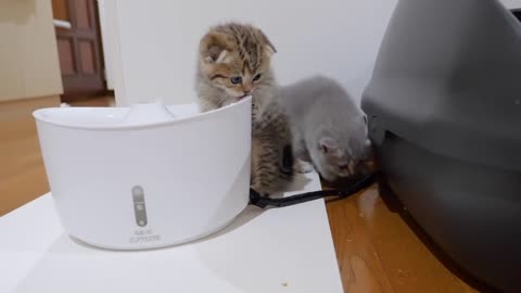 The kitten that punches its big brother and gets punched back is so cute - 2024