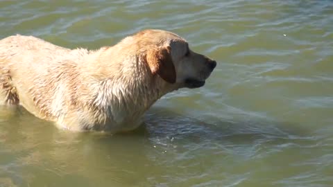 Dog diving for Rock
