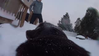 Snow Dog POV 2