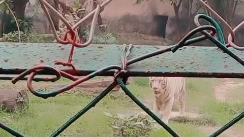 Tiger 🐯 lover 😘 short video. Animal lover.