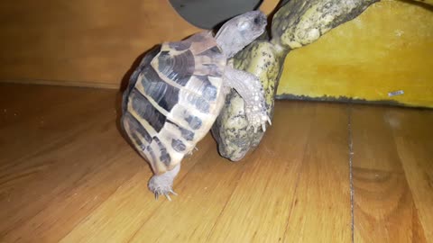 Greek Tortoise realy love his new house